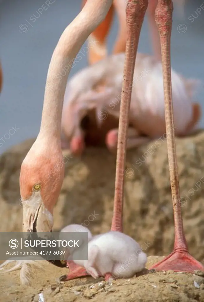 American Flamingo (Phoenicopterus ruber) Female on Nest w/Chick