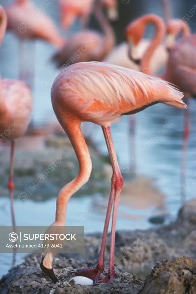 American Flamingo nesting (Phoenicopterus ruber)  Busch Gardens, Tampa, FL