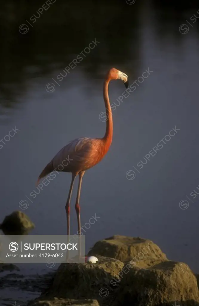 American Flamingo with Egg (Phoenicopterus r, ruber), Busch Gardens, FL