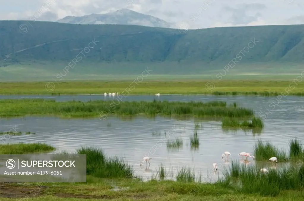 Scenic of Ngorongoro Crater with flamingos in pond, Ngorongoro Crater, Tanzania