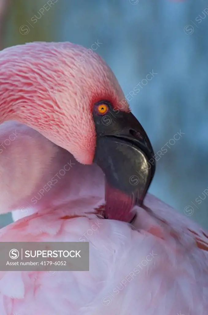 Lesser Flamingo preening, San Diego Wild Animal Park