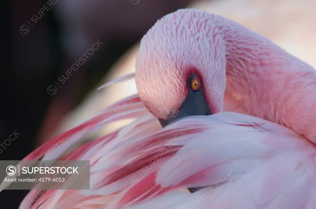 Lesser Flamingo preening, San Diego Wild Animal Park, pink
