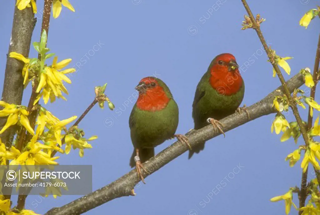 Red-throated Parrot Finches (Erythrura psittacea)