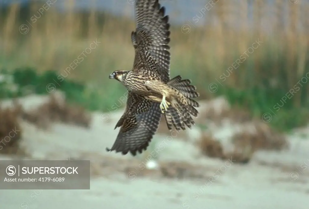 Peregrine Falcon (Falco peregrinus) Cumberland Is/GA, Georgia Fall Migration to S America