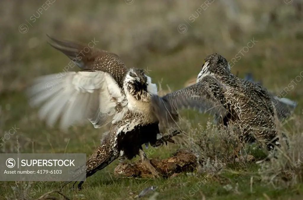 Sage Grouse (Centrocercus urophasianus) Springtime fight between rival males Utah