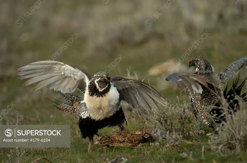 Sage Grouse (Centrocercus urophasianus Springtime fight between rival males Utah