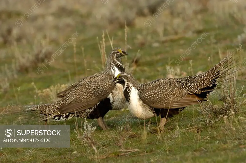 Sage Grouse (Centrocercus urophasianus) Rival males square off on lek Utah