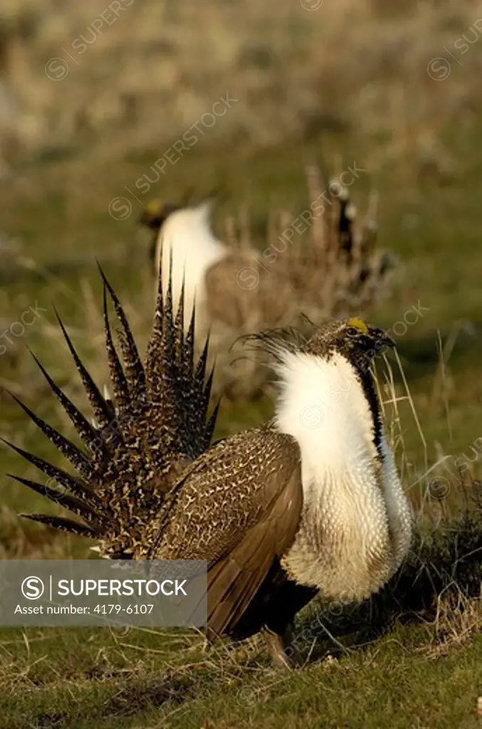 Sage Grouse (Centrocercus urophasianus) Male displaying on lek Utah