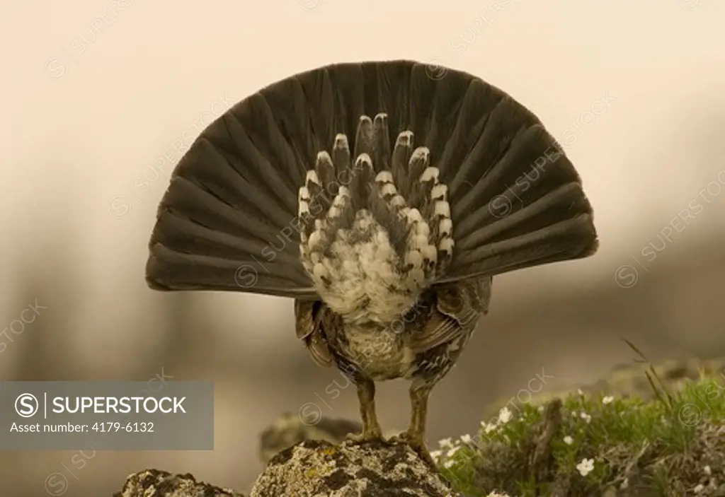 Blue Grouse (Dendragapus obscurus)  Displaying male  Yellowstone N.P. Wyoming