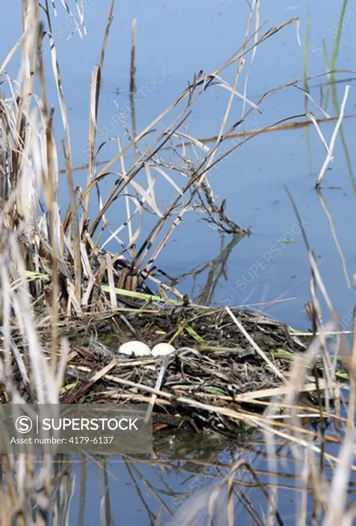 Western Grebe (Aechmophorus occidentalis) Nest, Bear River MBR, Utah