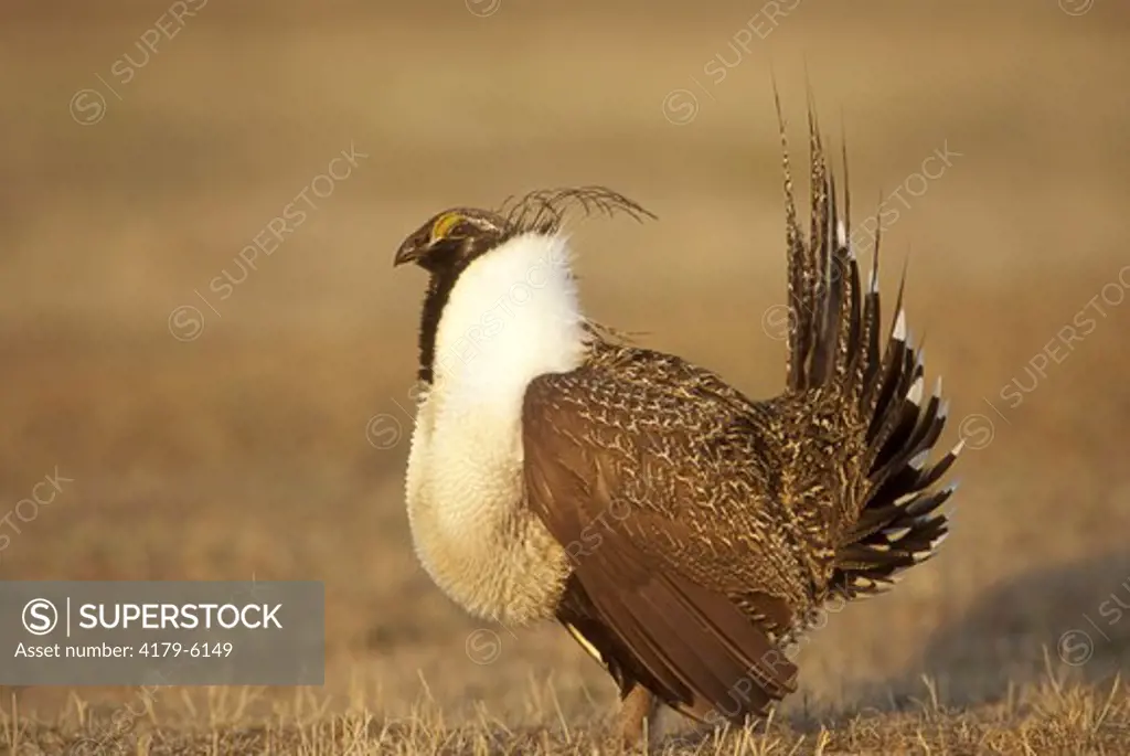 M. Sage Grouse displaying on lek at sunrise (Centrocercus urophasianus) Slope Cty, ND, April