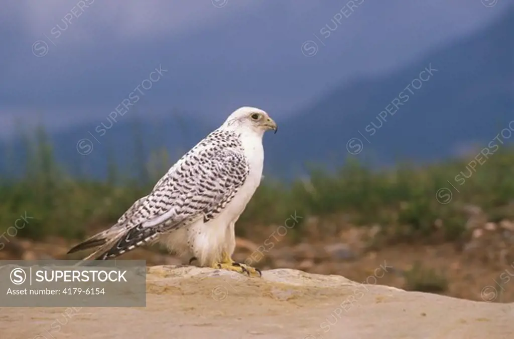 Gyrfalcon  (Falco rusticolus) Canada