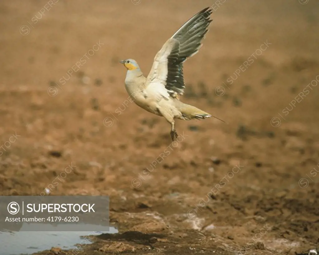 Spotted Sandgrouse taking off (Pterocles senegallus) male - Sahara Niger