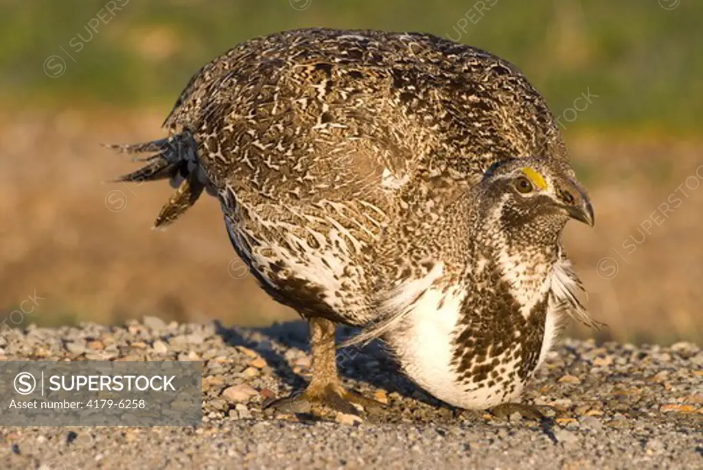 Greater Sage Grouse  (Centrocercus urophasianus) displaying next to road, at lek , Hennifer, Utah, Wasatch Mountains