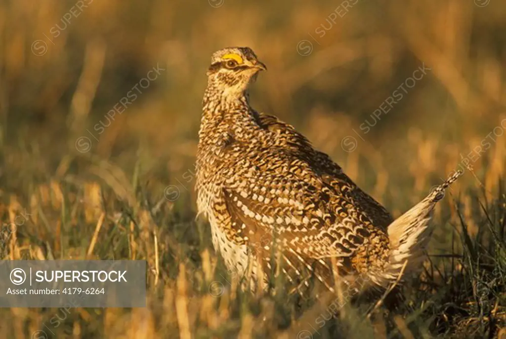 Sharp-Tailed Grouse Alger County, Michigan