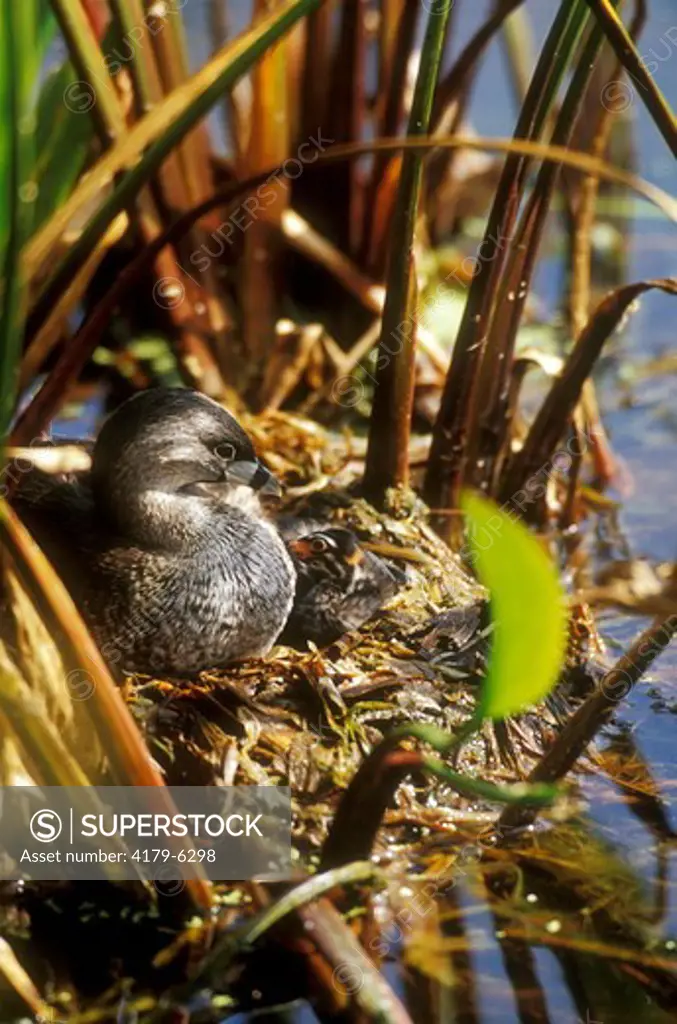 Pied-billed Grebe & Chick  (Podilymbus podiceps) Wakodahatchee Wetlands, FL