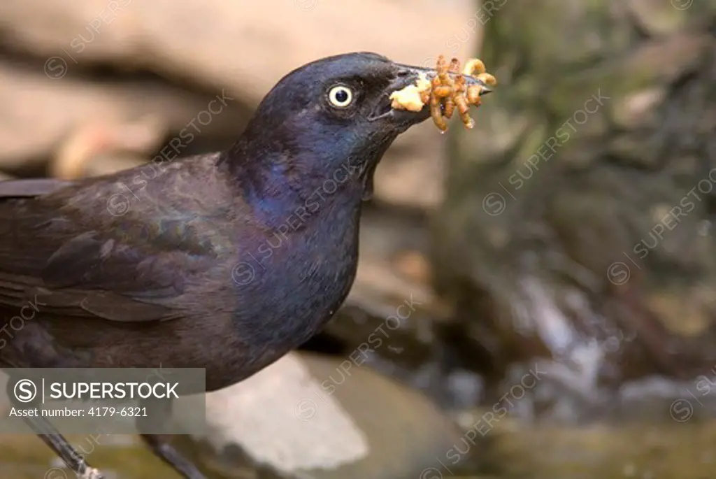 Common Grackle (Quiscalus quiscula) feeding on Mealy worms   McLeansville, NC   2007   Digital Capture