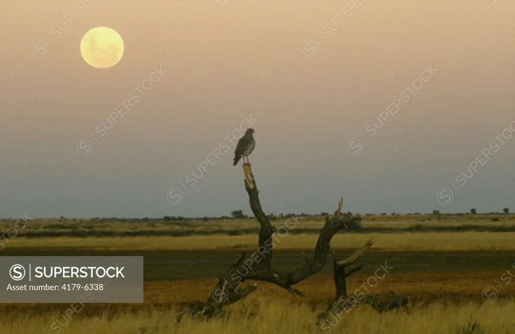Dark Chanting Goshawk, full Moon (Melierax metabates), (Kalahari Desert, Botswana