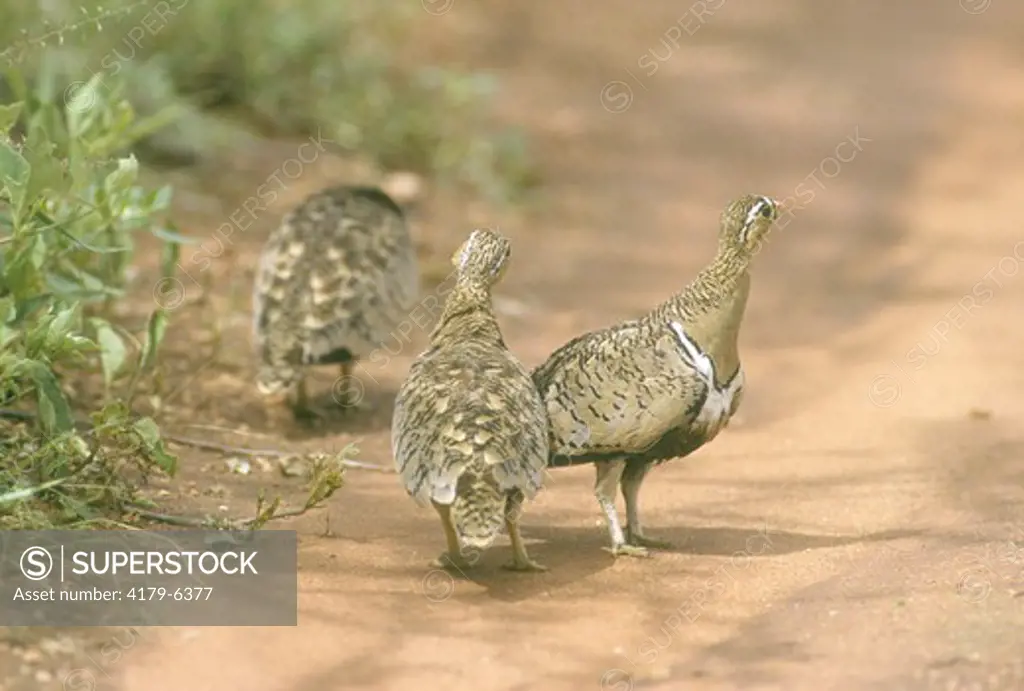 Black-faced Sand Grouse (Pterocles decoratus) Samburu GR, Kenya