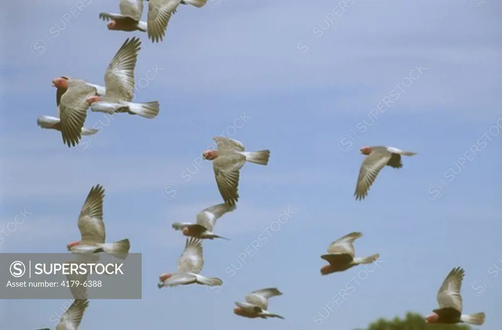 Galahs in Flight (Cacatua roseicapilla), Cape Range NP, W. Australia flock