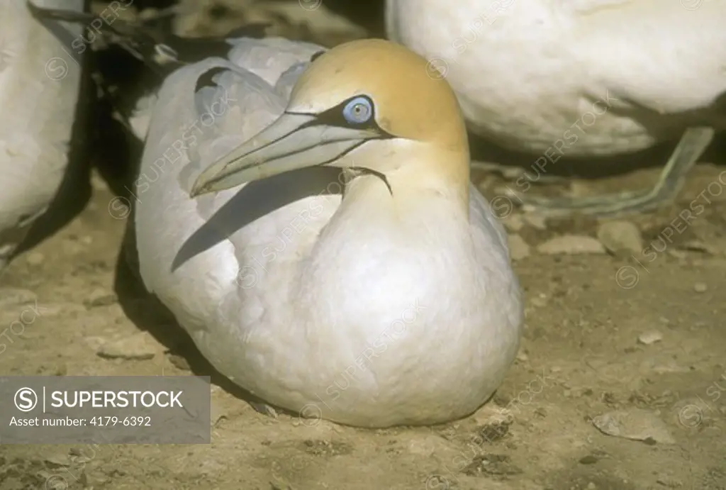 Cape Gannet (Sula capensis), Bird Isl., S. Africa