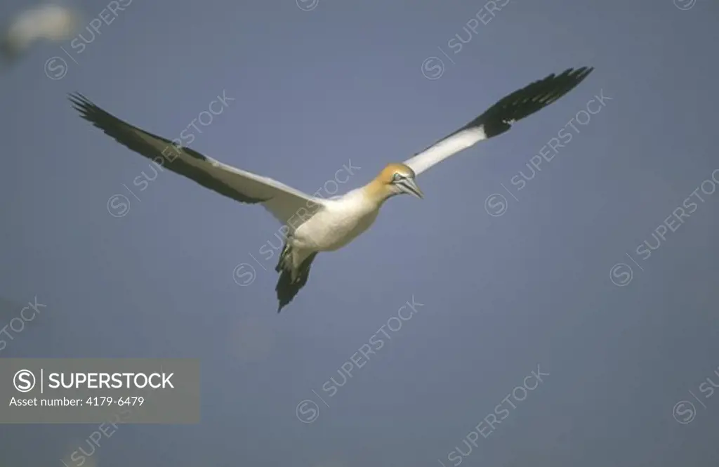 Cape Gannet in flight (Sula capensis), Bird Island, E. Cape Prov., S. Africa