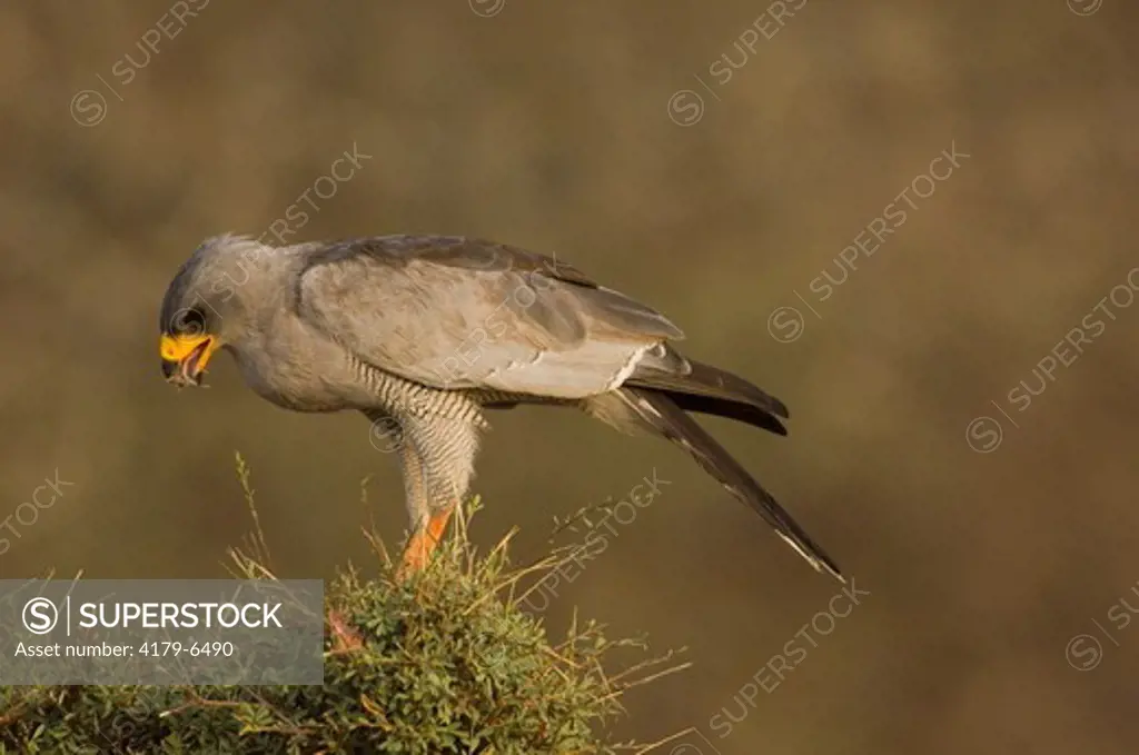 Pale Chanting Goshawk in nest, Samburu National Reserve, Kenya