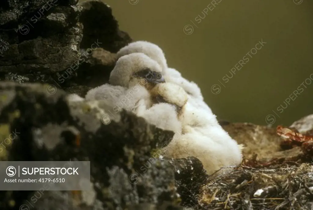 Young Gyrfalcon in Nest (Falco rusticolus), Nome, Alaska, June