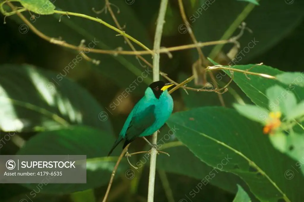 Green Honeycreeper - Male (Chlorophanes spiza) Trinidad