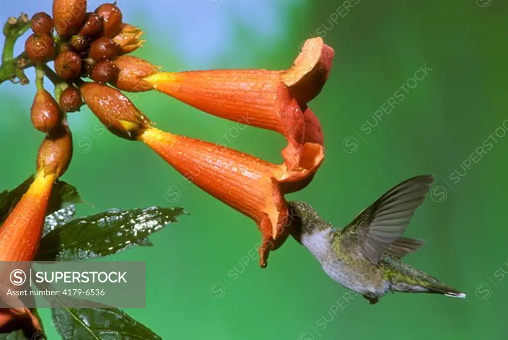 Ruby-throated Hummingbird (Archilochus colubris), f. on Trumpet Vine, MN