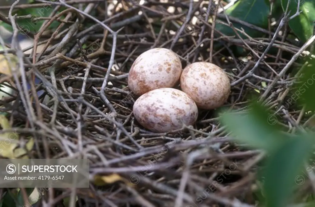 Hoatzin Nest w/ eggs (Opistocomus hoazin) Tocantins  - Brazil