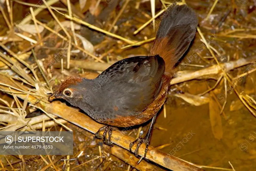 Black-throated Huet-huet (Pteroptochos tarnii), Valdivia, southern Chile