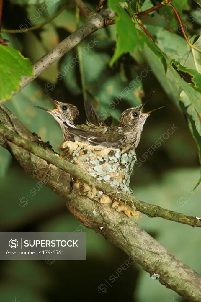 Ruby-throated Hummingbird (Archilochus colubris) nestlings in nest - IL