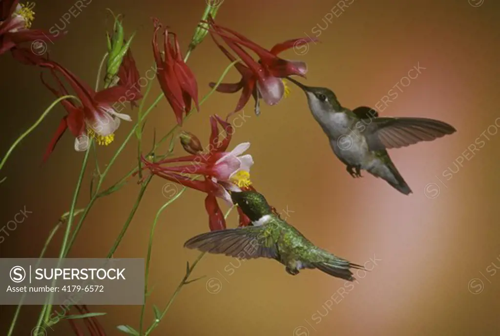 Ruby-throated Hummingbirds, m & f on Crimson Star Columbine, IL (Archilachus colubris)