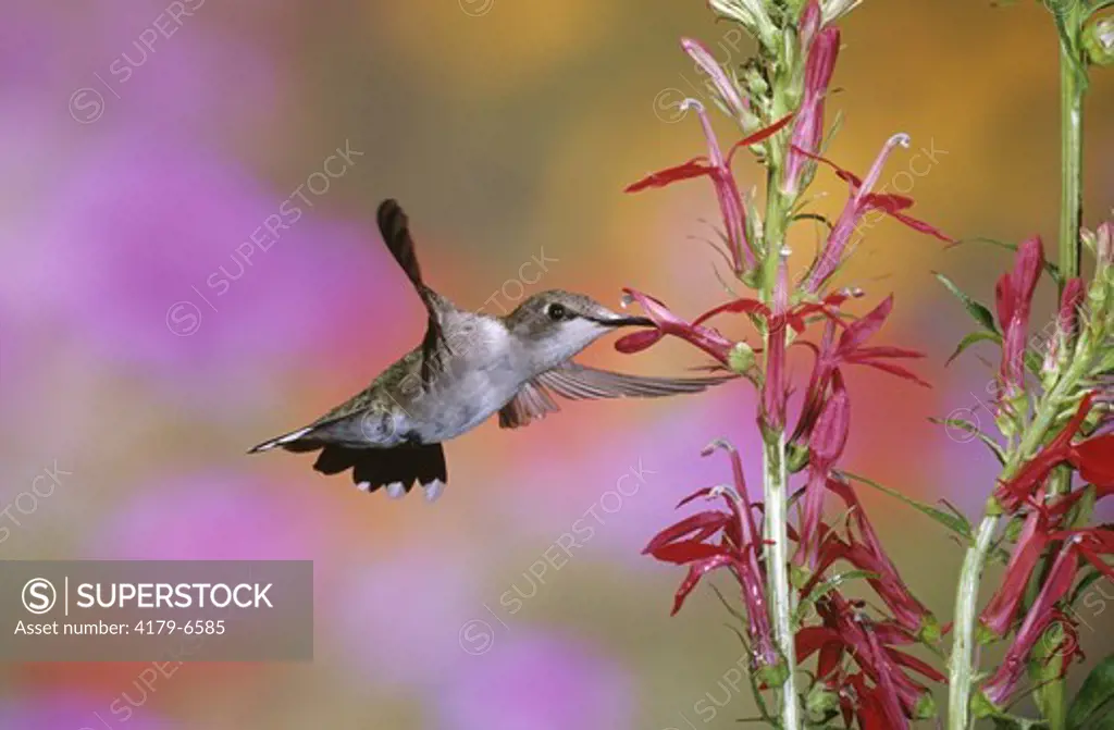 Ruby-throated Hummingbird (Archilochus colubris) on Cardinal Flower, Marion Co. IL (Lobelia cardinalis)