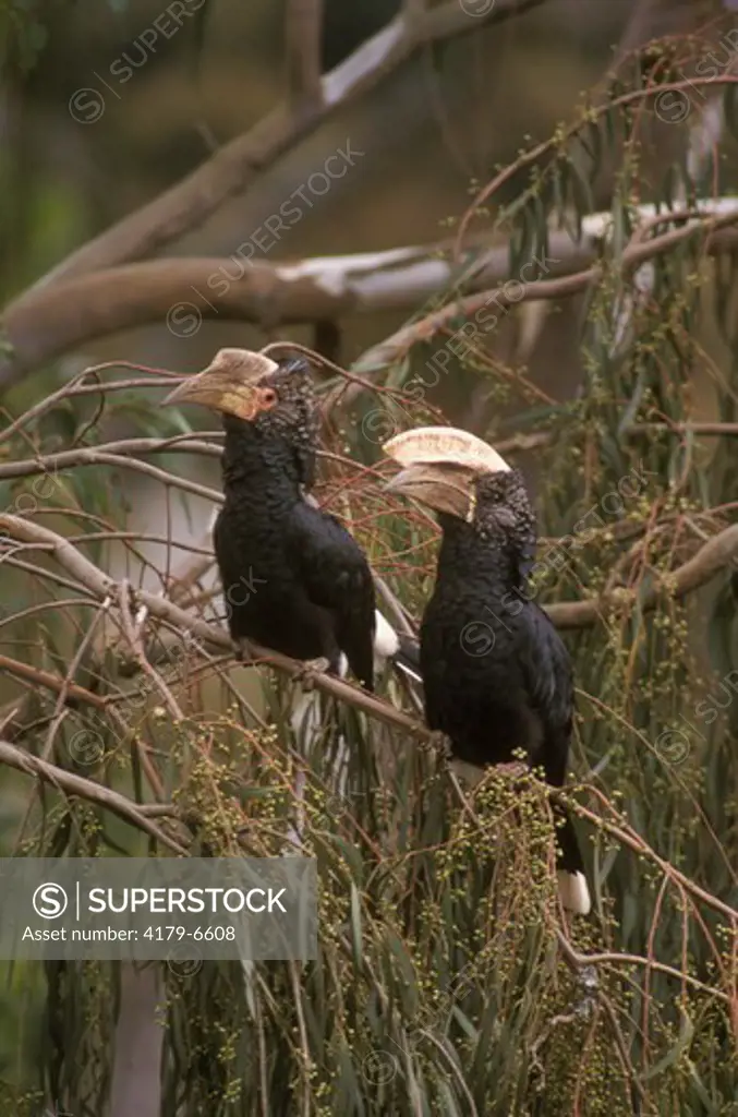 Hornbill M/F- Black & White Casqued - Riverside Pk Kenya (Bycanistes subcylindricus)