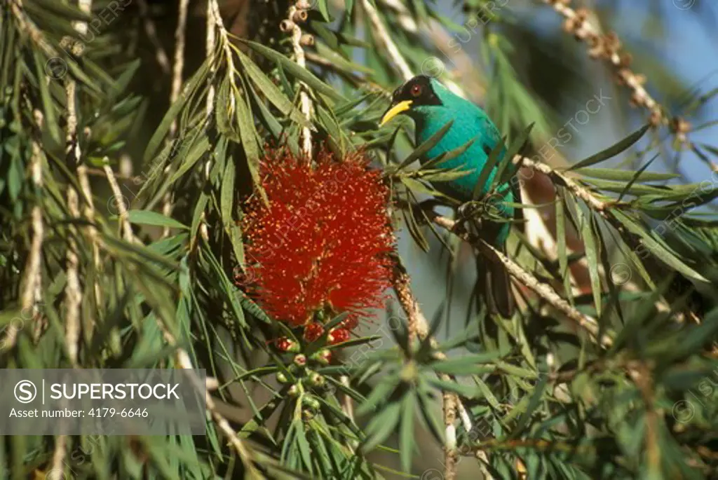 Green Honeycreeper, male (Chlorophanes spiza), Wilson Botanical Garden, Costa Rica