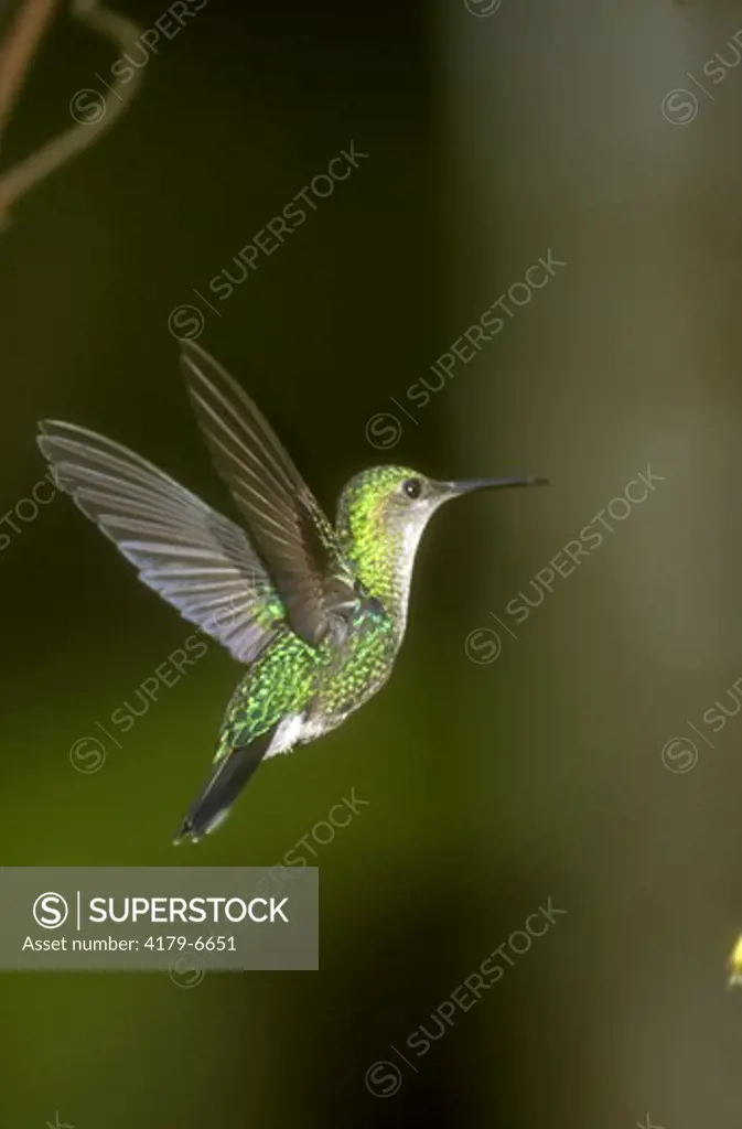 Hummingbird: Green-crowned Woodnymph (Thalurania tannyi), Ecuador