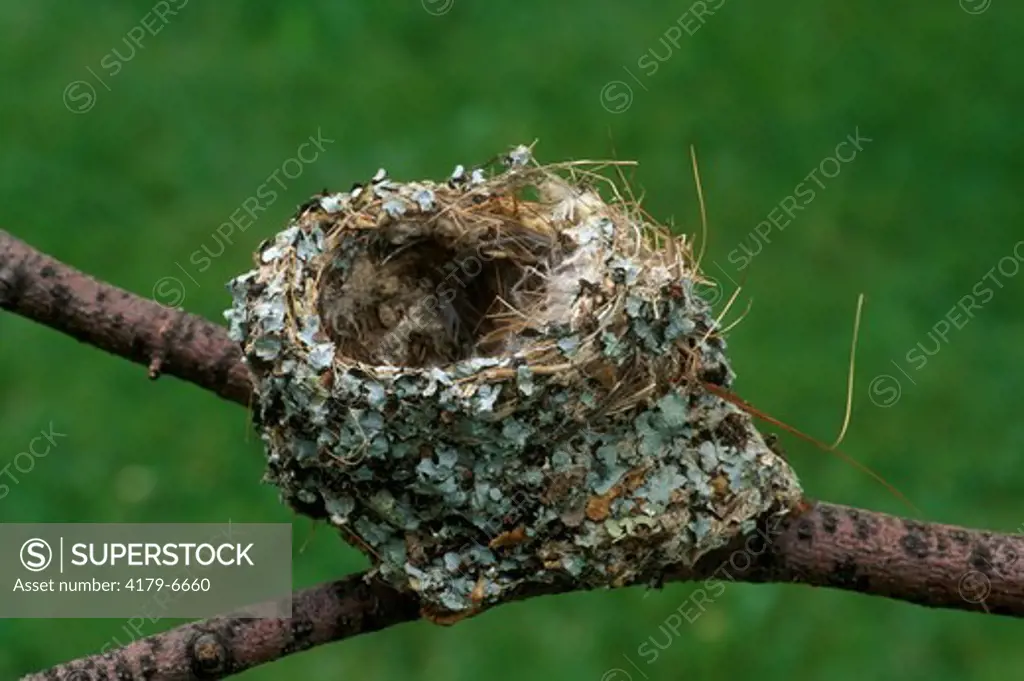 Ruby Throated Hummingbird  (Archilochus colubris) Nest Dayton, OH -lichen covered