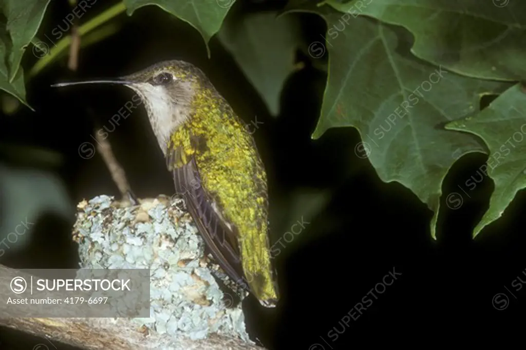 Ruby-throated Hummingbird at nest with young (Archilochus colubris), PA
