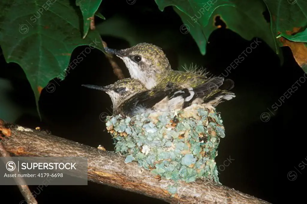 Rubythroat Hummingbird Babies in Nest (Archilochus colubris), PA