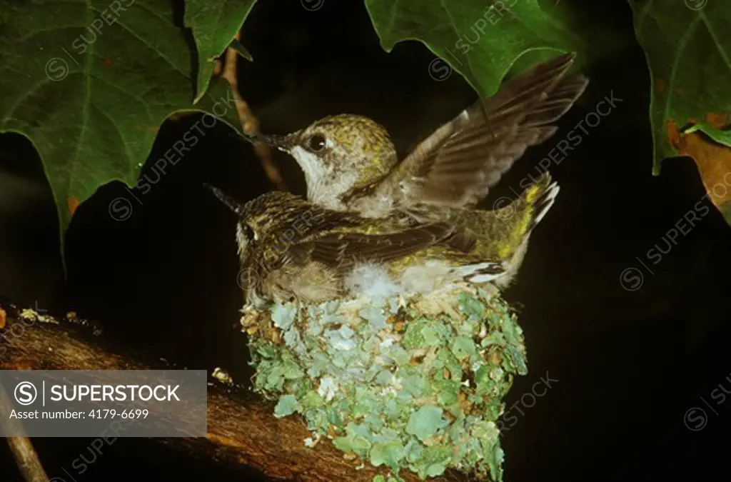 Rubythroat Hummingbird Babies in Nest (Archilochus colubris), PA