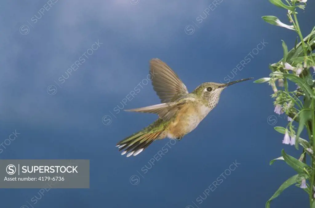 Broadtail Hummingbird, female