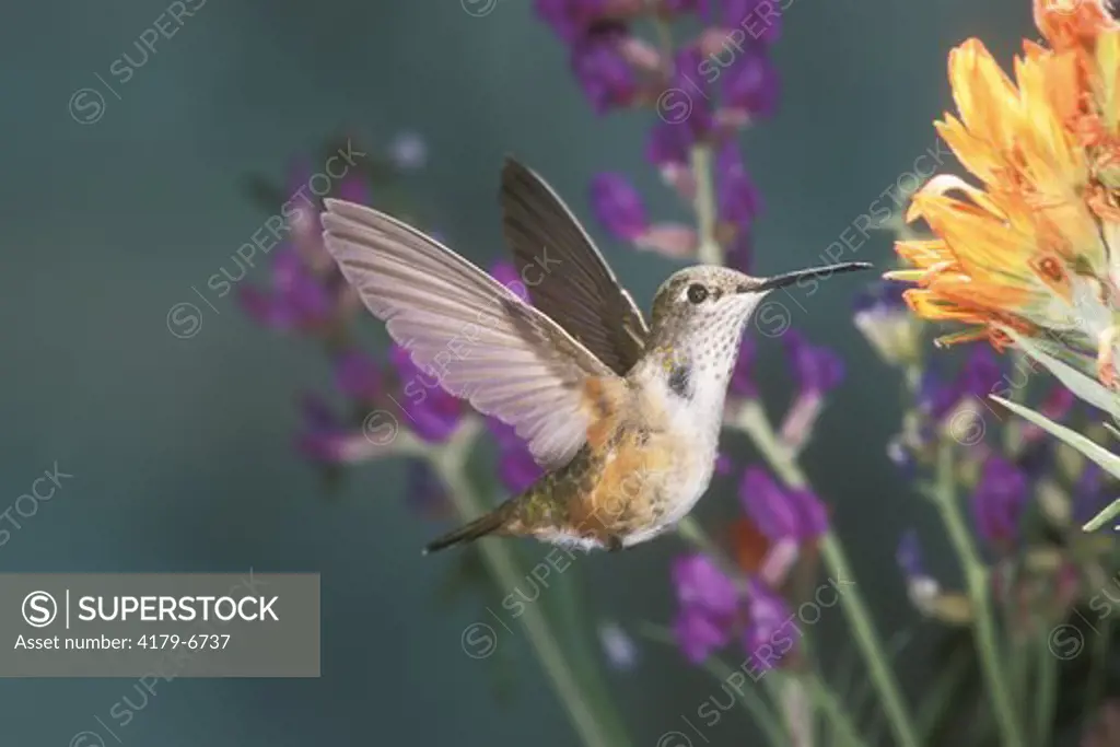 Broadtail Hummingbird, female
