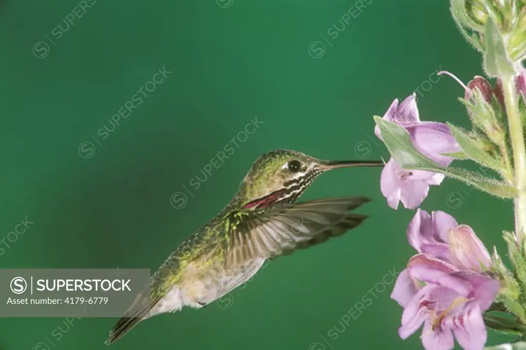 Calliope Hummingbird (Stellula calliope) Montana