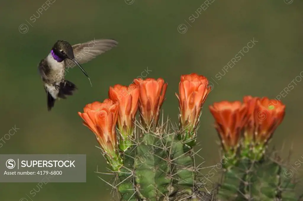 Black-chinned Hummingbird (Archilochus alexandri) male in flight feeding on Claret Cup Cactus (Echinocereus triglochidiatus), Uvalde County, Hill Country, Texas, USA, April 2006