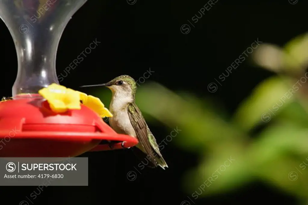 Ruby-throated hummingbird on feeder (Archilochus colubris) Nature Center Chain of Lakes SP, Indiana