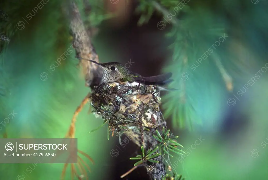 Broadtailed Hummingbird on Nest, Routt NF, Colorado (Selasphorus platycercus)