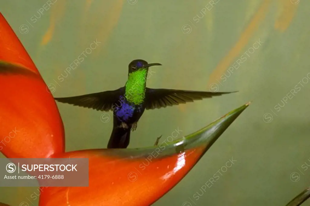 Hummingbird: Violet-crowned Woodnymph on Heliconiad (Thalurania colombica), Costa Rica