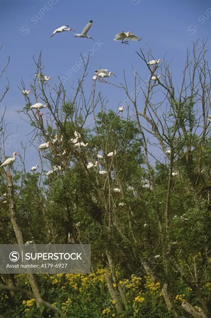 White Ibises in colony (Eudocimus albus) Atchafalaya River Delta, LA